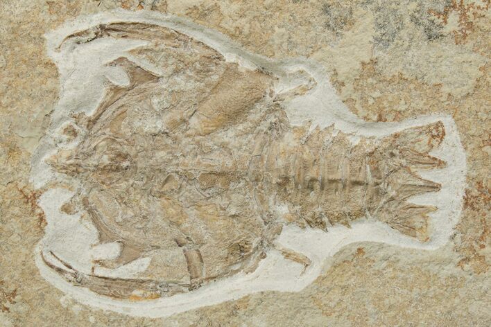 Fossil Decapod Crustacean (Eryon) - Solnhofen Limestone #227331